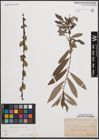 Foto von Salix cinerea L.